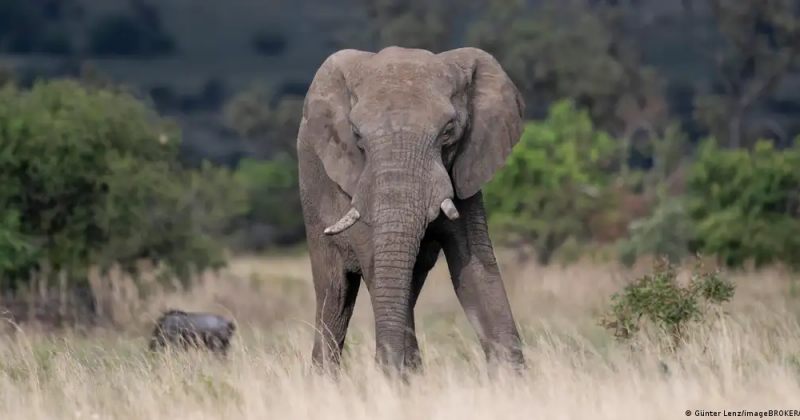 სამხრეთ აფრიკაში დაიღუპა ტურისტი, რომელსაც სპილოების ჯოგმა გადაუარა