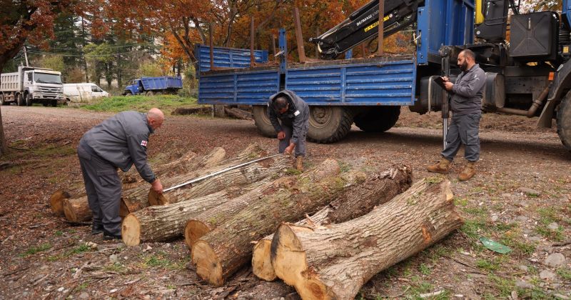 ზესტაფონში წითელი ნუსხით დაცული წაბლის სახოების უკანონო ჭრის ფაქტი გამოვლინდა – სააგენტო
