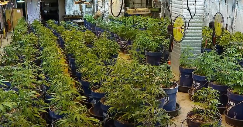 მიწისქვეშ მოწყობილი სათბურიდან ამოღებულია 283 ძირი კანაფი – შსს-მ 1 პირი დააკავა [VIDEO]