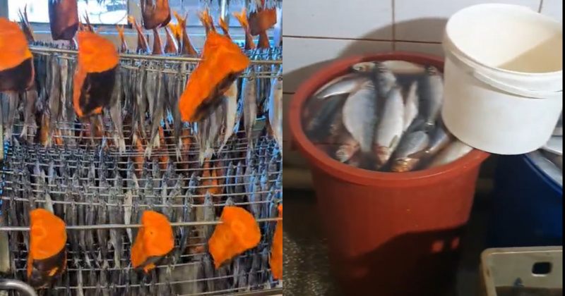 საკვები საღებავის გამოყენება ნებადართულია, აუცილებელია ეტიკეტზე მითითება – სეს თევზზე