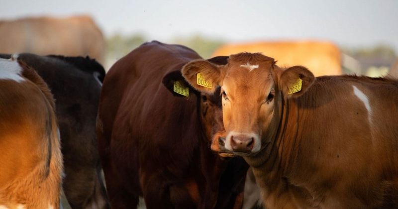 ნიდერლანდების მოქალაქეს პირუტყვი უკანონოდ გაუყიდეს – POG-მა ორ პირს ბრალი წარუდგინა