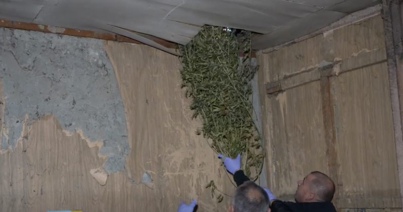 ამოღებულია განსაკუთრებით დიდი ოდენობით მარიახუანა - ხობში 1 პირი დააკავეს (VIDEO)