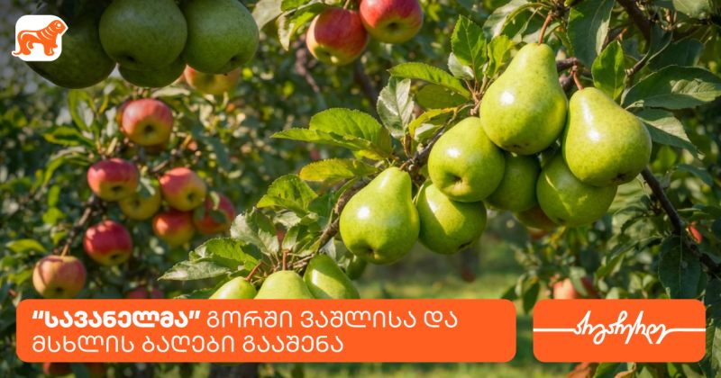 კომპანია სავანელმა გორში ხეხილის ბაღები გააშენა - მხარდამჭერი საქართველოს ბანკია (რ)