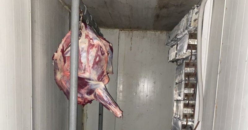 სეს: თბილისში, ზესტაფონსა და ვანში არალეგალური სასაკლაოები გამოვავლინეთ