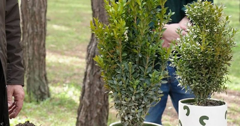 ბზის მოჭრა ითვალისწინებს ჯარიმას 500-დან 2 000 ლარამდე - გარემოს დაცვის სამინისტრო