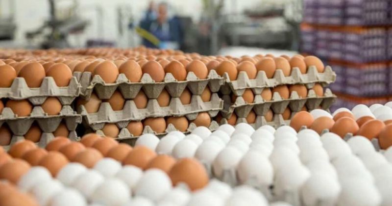 თუ ასე გაგრძელდება, მგონი, კვერცხის გაძვირება 5%-ზე მეტითაც მოგვიწევს - უჩუმბეგაშვილი 