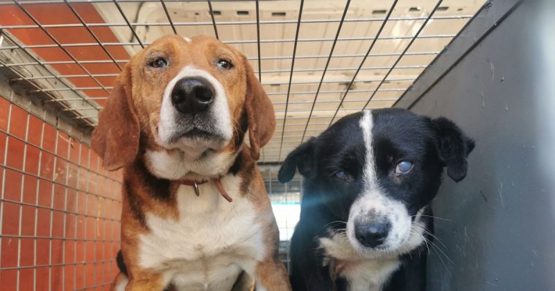 მიუღებელია ცოცხლად დაწვაზე ბრალდებები, შესაბამისი ორგანოები უნდა დაინტერესდნენ - ავალიანი