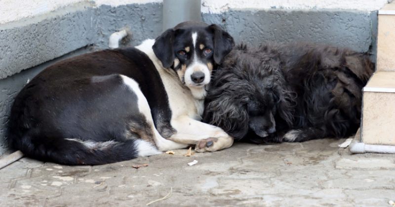 გორის მიუსაფარი შინაური ცხოველების თავშესაფარში სამართალდარღვევა არ გამოვლინდა – სეს