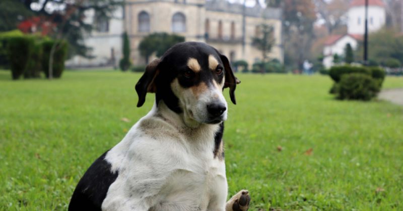 სეს-ი "არასწორ ინფორმაციას" უწოდებს ცხოველთა დამცველების ეჭვს, რომ ძაღლებს "აძინებენ"