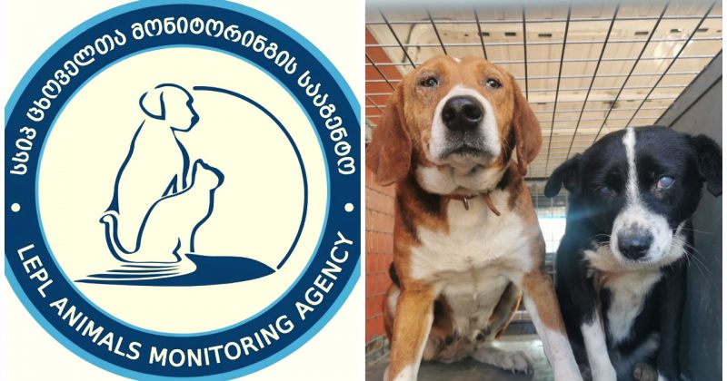 ცხოველთა მონიტორინგის სააგენტოს განცხადებით, ტყუილია რომ მიკედლების პროცედურები შეზღუდეს